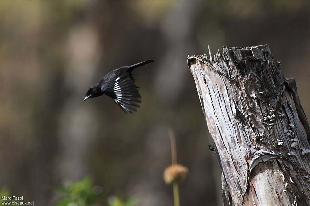 White-winged Black Tyrant male adult, Flight