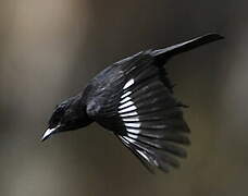 White-winged Black Tyrant