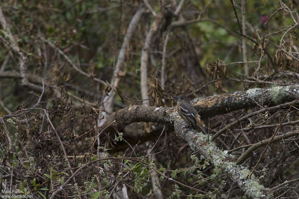 White-winged Black Tyrant female adult, identification