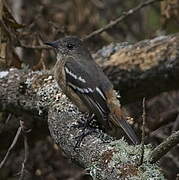 White-winged Black Tyrant