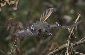 White-winged Black Tyrant