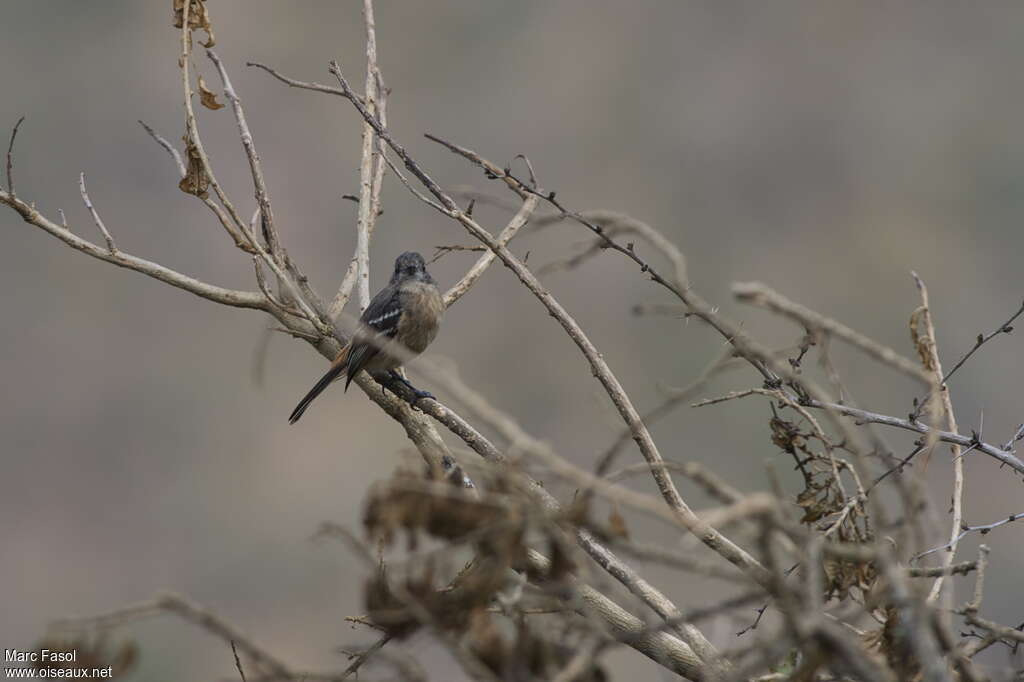 White-winged Black Tyrant female adult, identification