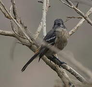 White-winged Black Tyrant