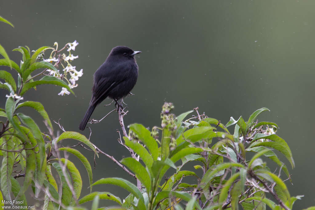 White-winged Black Tyrant male adult, identification