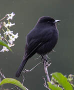 White-winged Black Tyrant