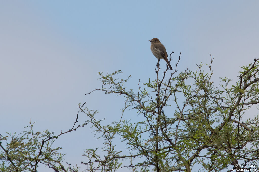 Cinereous Tyrant female adult, identification