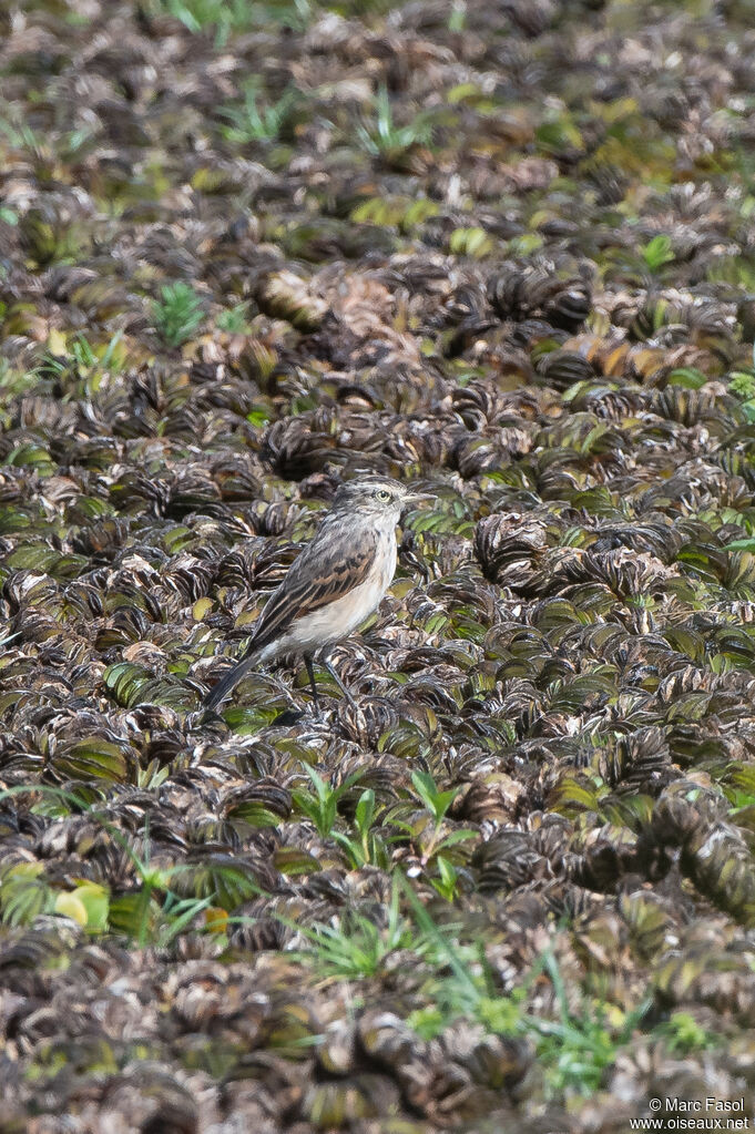 Spectacled Tyrant female adult, identification