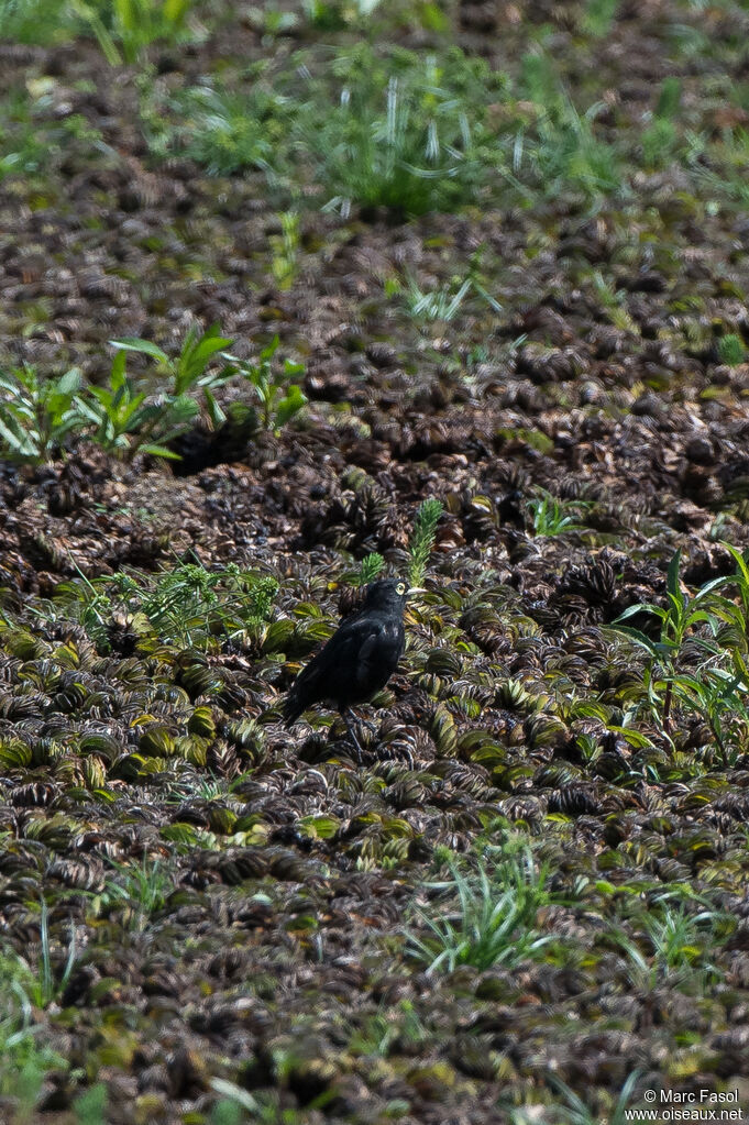 Ada clignot mâle adulte, identification