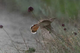 Rufous-tailed Scrub Robin