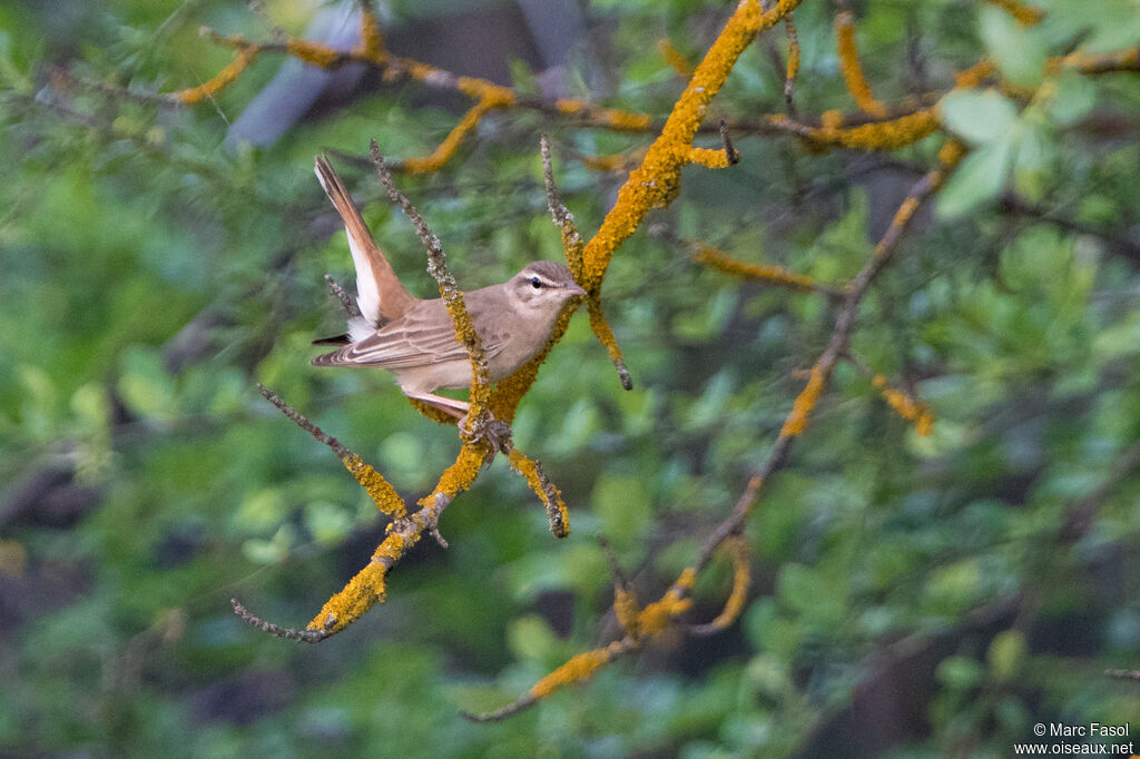 Rufous-tailed Scrub Robin