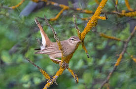 Rufous-tailed Scrub Robin