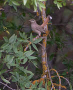 Rufous-tailed Scrub Robin