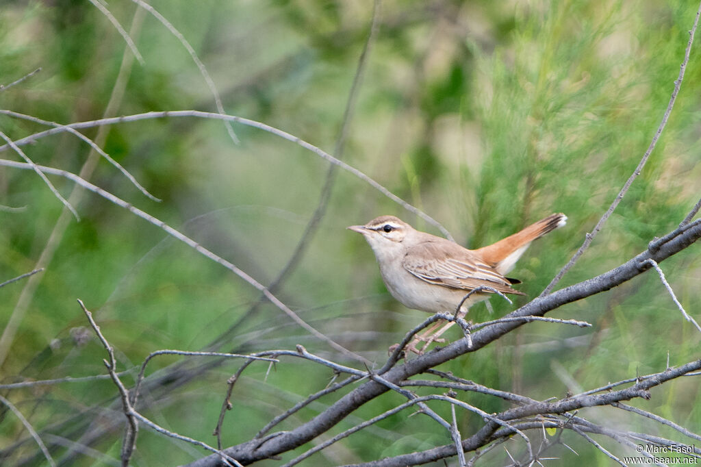 Rufous-tailed Scrub Robin