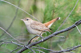 Rufous-tailed Scrub Robin