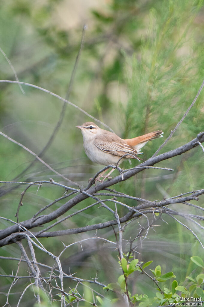 Rufous-tailed Scrub Robin