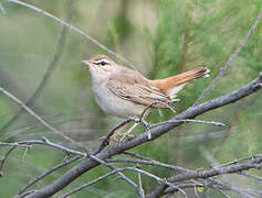 Rufous-tailed Scrub Robin