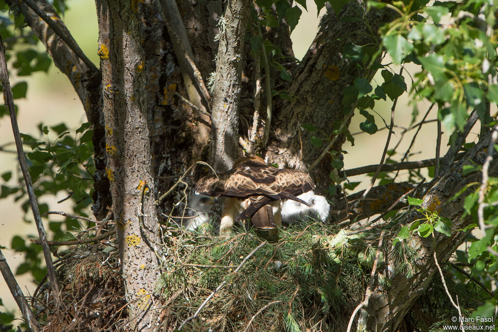 Booted Eagle female, Reproduction-nesting