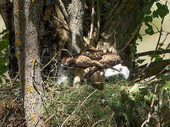 Booted Eagle