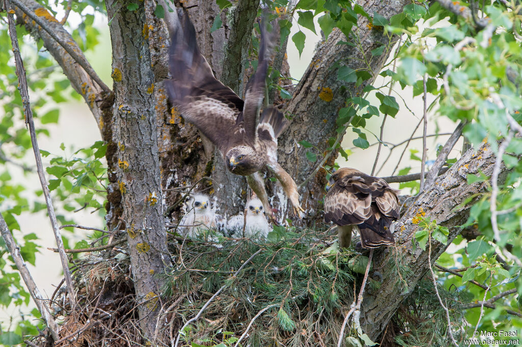 Booted Eagleadult breeding, Flight, Reproduction-nesting