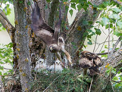 Booted Eagle