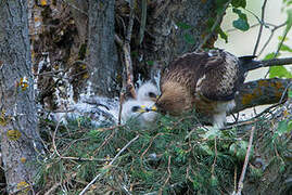 Booted Eagle