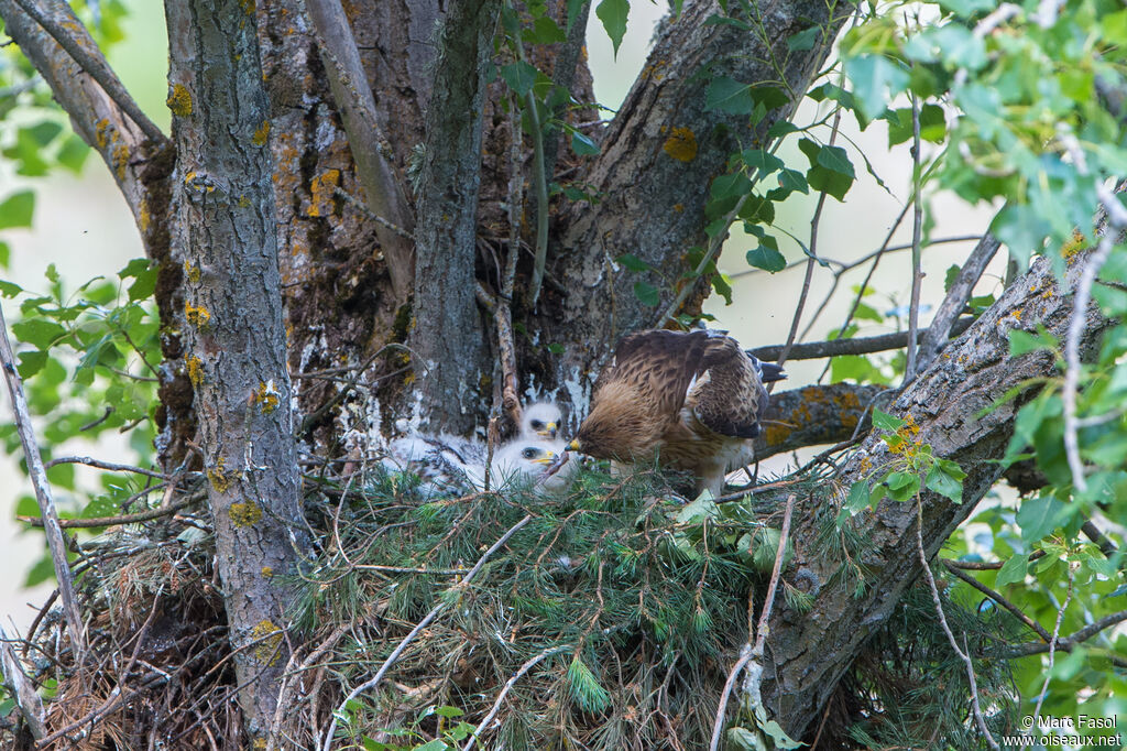 Aigle botté, mange, Nidification