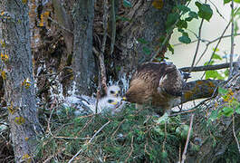 Booted Eagle