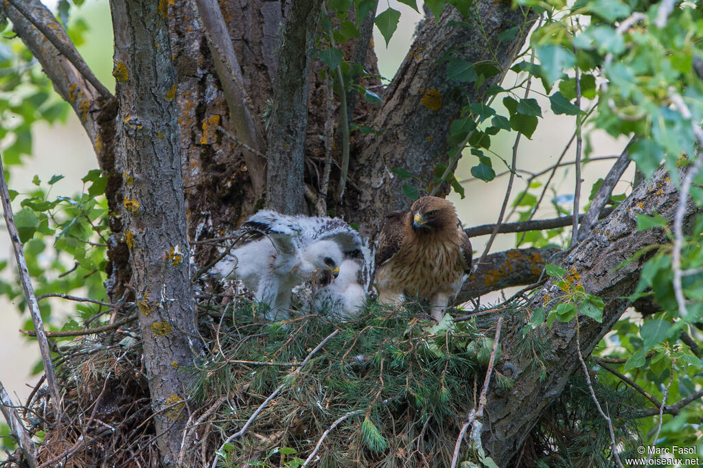 Aigle botté, mange, Nidification