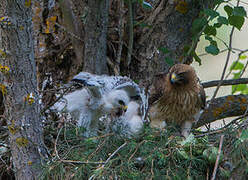 Booted Eagle