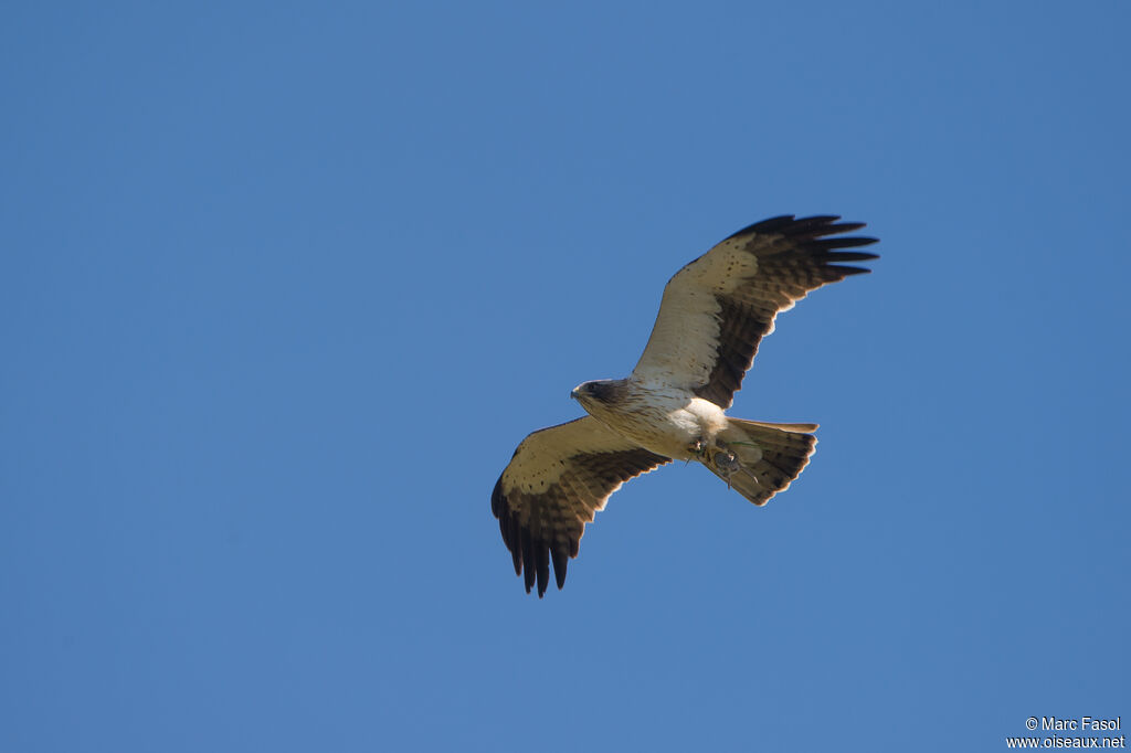 Booted Eagleadult, Flight