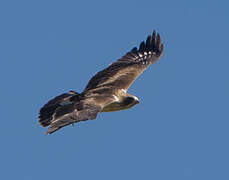 Booted Eagle