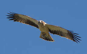 Booted Eagle