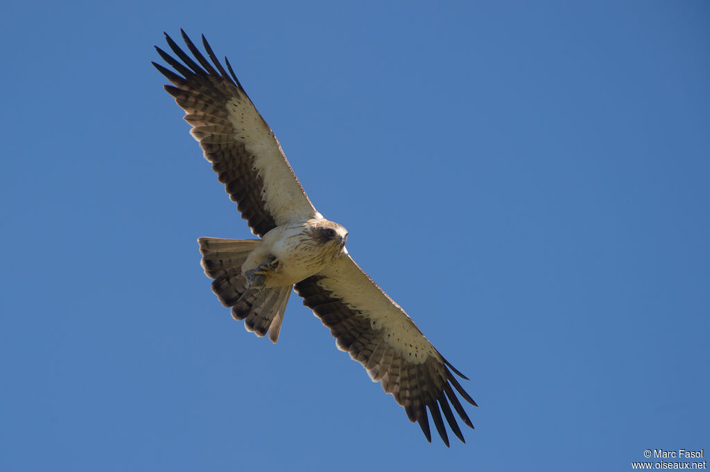 Aigle bottéadulte, identification