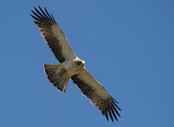 Booted Eagle