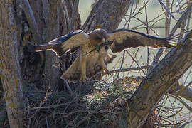 Booted Eagle