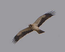 Booted Eagle