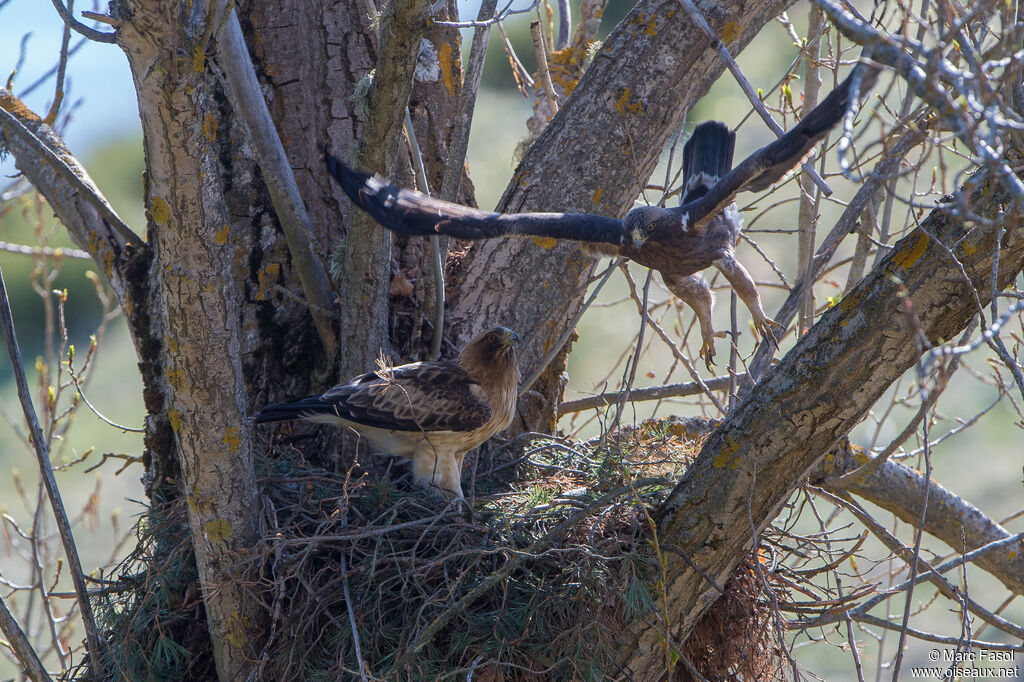 Booted Eagleadult breeding, Reproduction-nesting