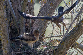 Booted Eagle