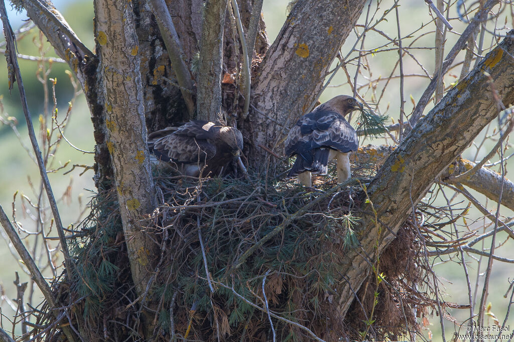 Booted Eagleadult breeding, Reproduction-nesting