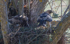 Booted Eagle