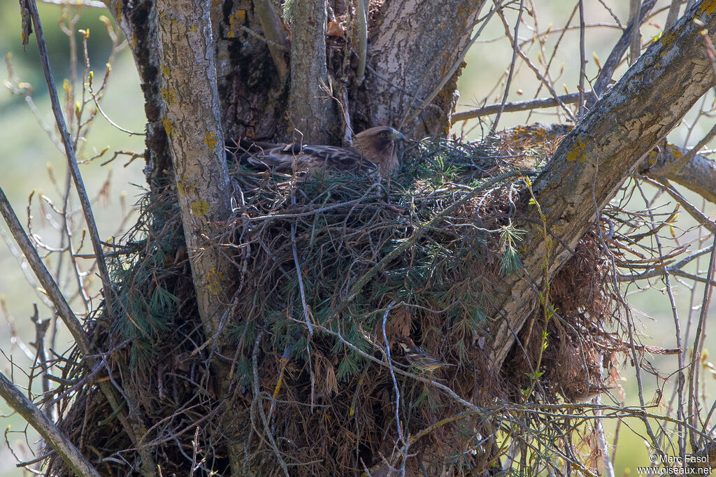 Booted Eagle female adult, Reproduction-nesting