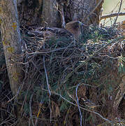 Booted Eagle