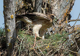 Booted Eagle