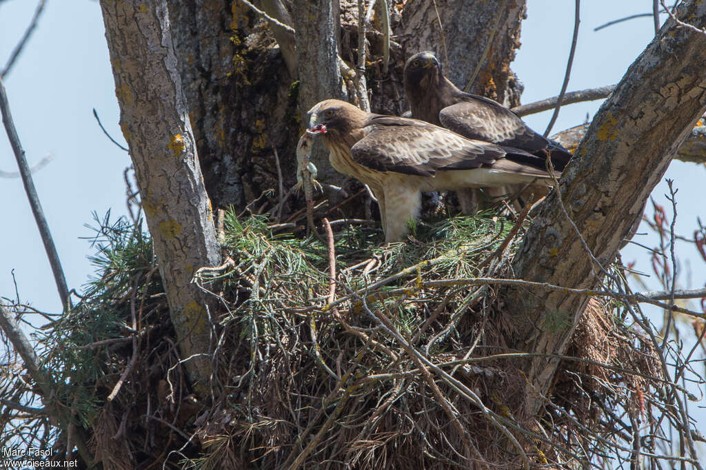 Aigle bottéadulte nuptial, régime, mange, parade