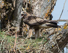 Booted Eagle