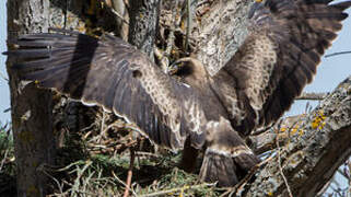 Booted Eagle