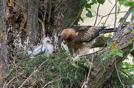 Booted Eagle