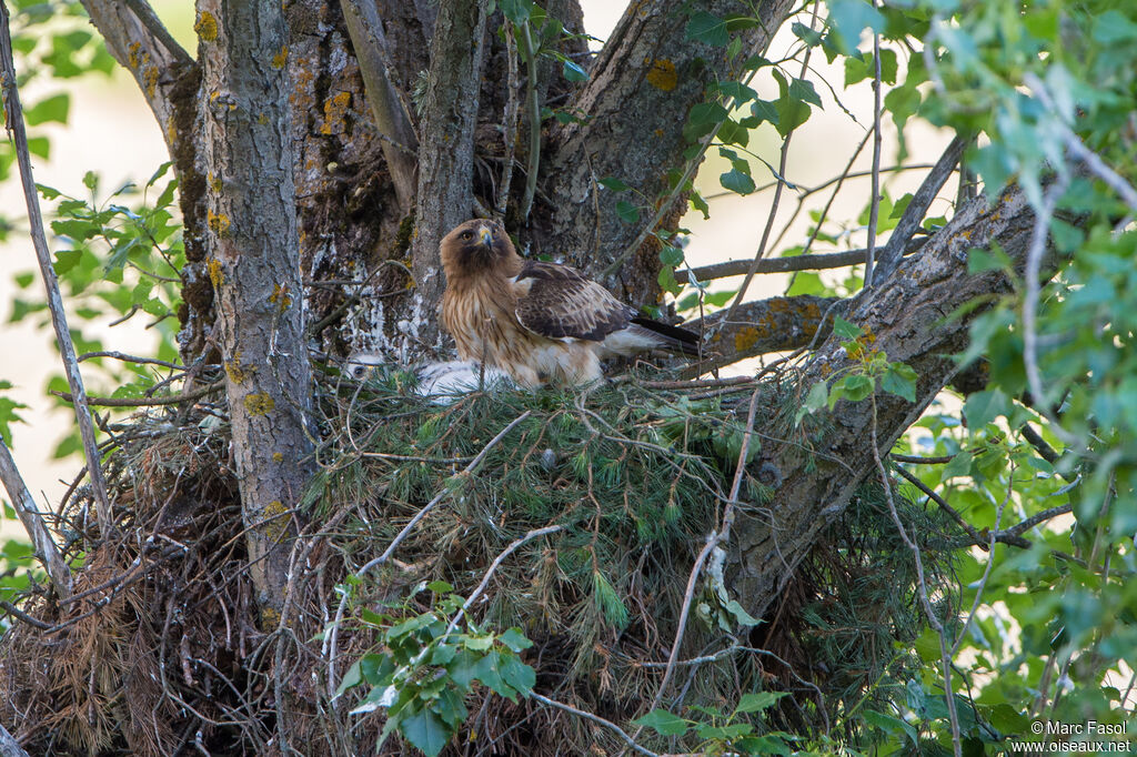 Aigle botté femelle adulte, identification, Nidification