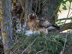 Booted Eagle