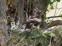 Booted Eagle